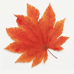 枫叶影视官方电脑版v1.2