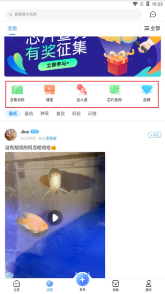 龙巅6
