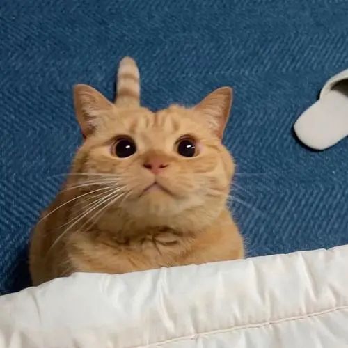 大橘影视TV端appv20230801-2053最新版