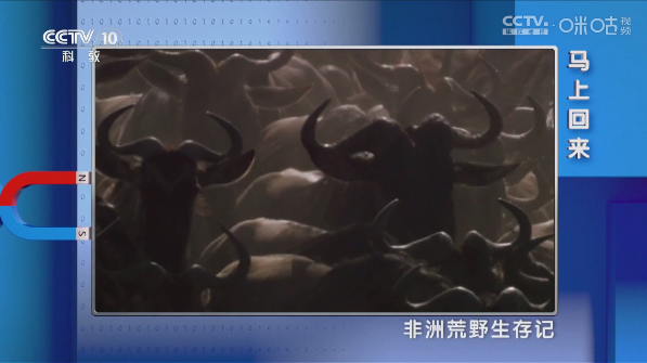叶子TVapp官方版下载