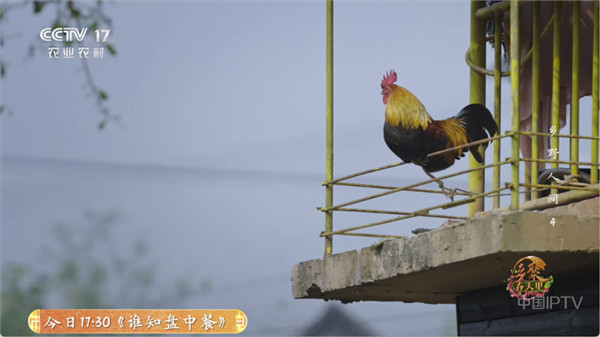 全能看TV图片