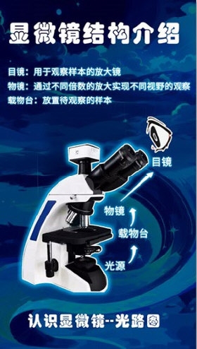 赫鲤