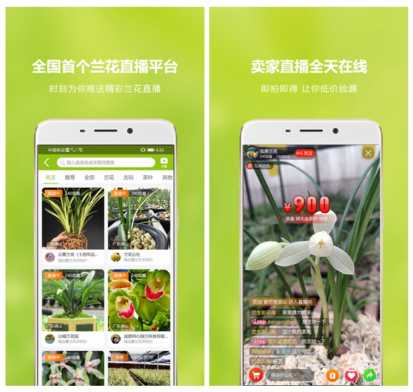 兰花交易网图片1