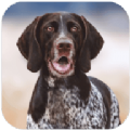 狂犬模拟器游戏安卓手机版下载 v1.1.0