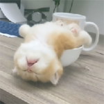 奶瓶视频app官方版