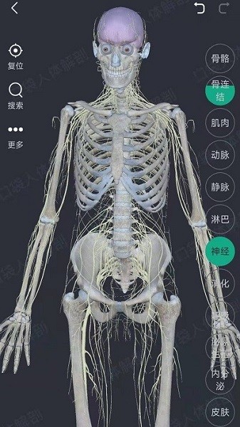 万康人体解剖图片