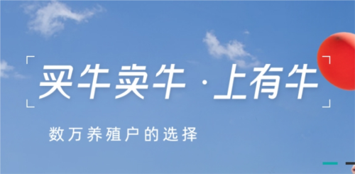 有牛图片3
