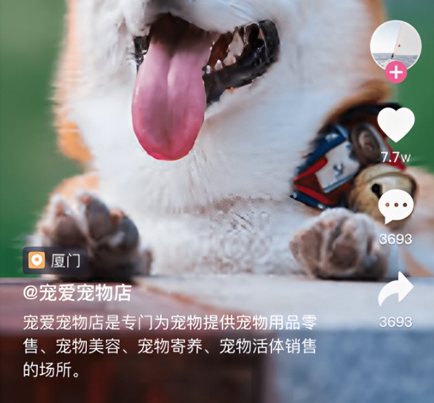 憨憨宠物