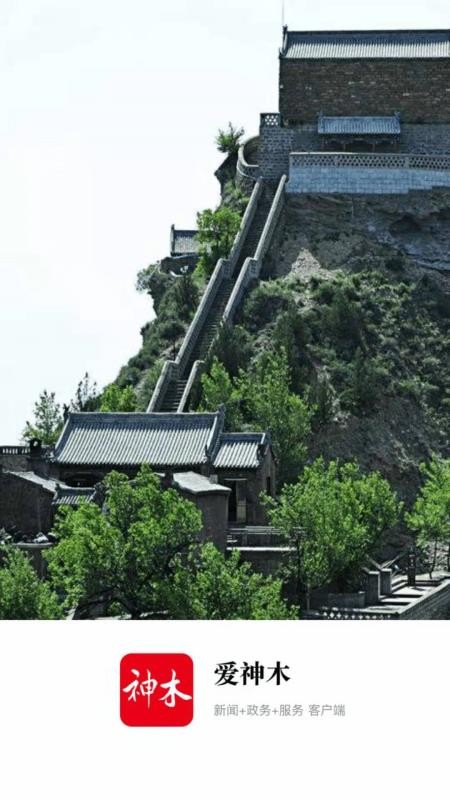 爱神木