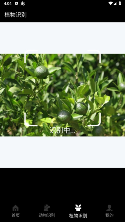 动物百科APP