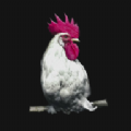 鸡盒app下载 v1.4.0