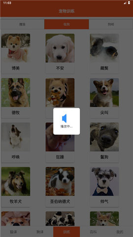 ȤèCat and Dog Translator