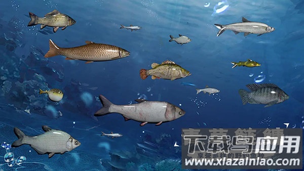 天天钓鱼下载正版