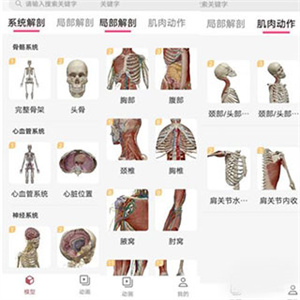 3Dbody3