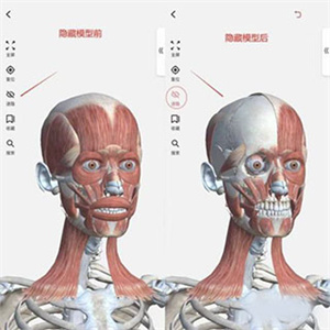 3Dbody5