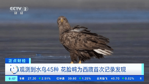小凯直播电视盒子版