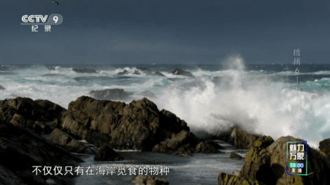 凤凰Tv v1.1.1安卓版下载
