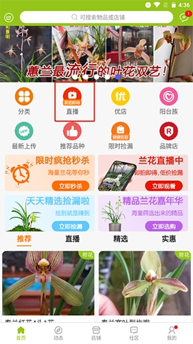 兰花交易网图片6