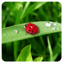 大自然的声音v1.14