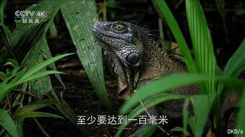 全网通tv版下载截图