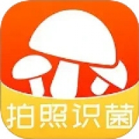 菌窝子