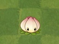 植物大战僵尸2国际版中文