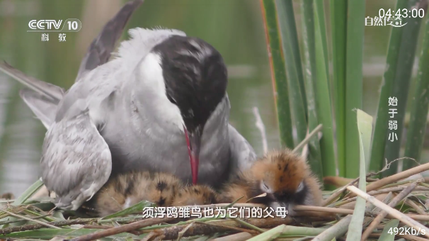 三毛电视app官方下载最新版