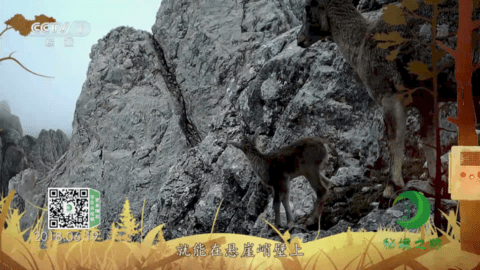 神鸟电视直播App