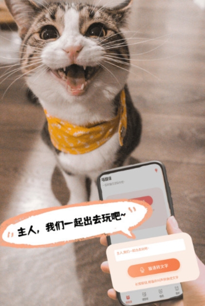 Cat Translation5