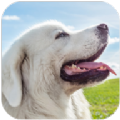 塔特拉牧羊犬模拟器 v1.1.6手游下载
