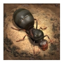 小小蚁国(The Ants)手游
