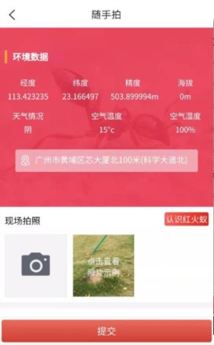 红火蚁