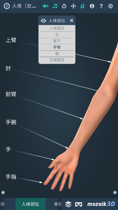 Human body v1.0