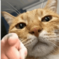 墨白影视下载到手机