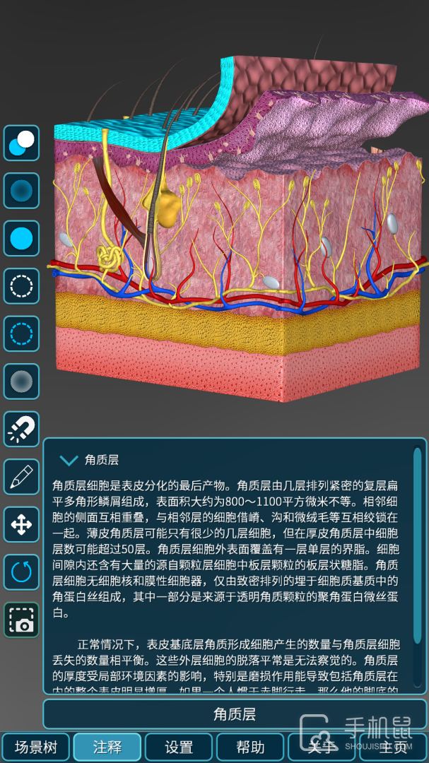 人体解剖学图集 v2025.04.08