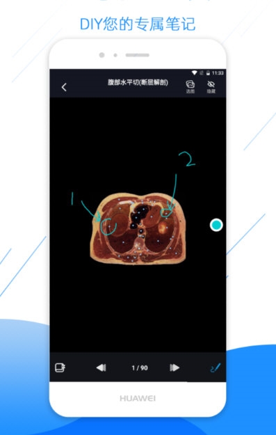 影像解剖图谱4