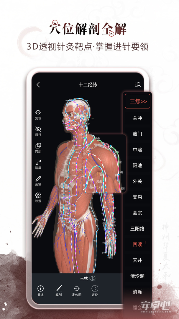 中医经络穴位
