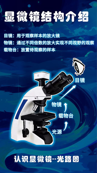 赫鲤