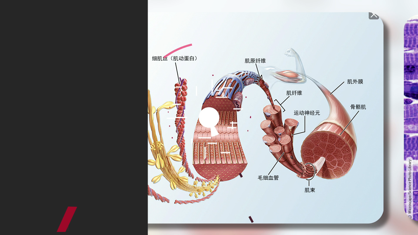 解剖和生理学1