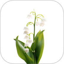 风信最新版 V1.3下载