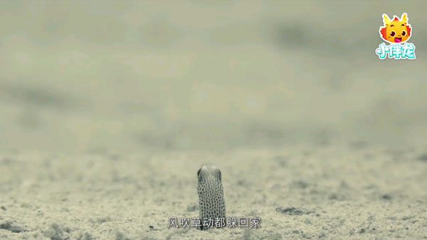 小伴龙海洋世界7