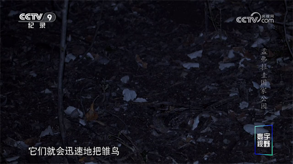 油桃TV官方版