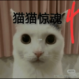 猫猫惊魂4 23.08.181822