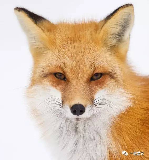 狐妖TV电视免费版v6.2.1 安卓版