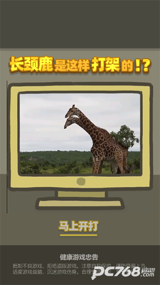 长颈鹿是这样打架的