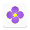 紫金草视频安卓版