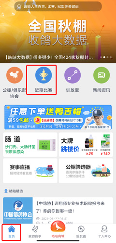 咕咕信鸽图片8