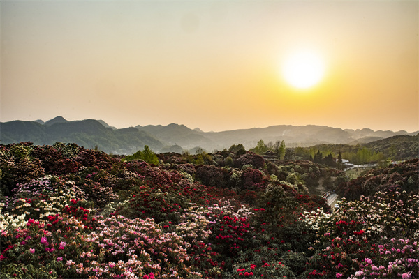掌上毕节app毕节景点1