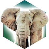 方舟动物园(Ark No Va) V1.0.0
