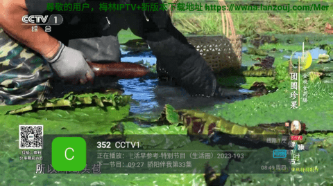 出水芙蓉TV版